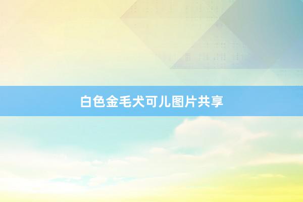 白色金毛犬可儿图片共享